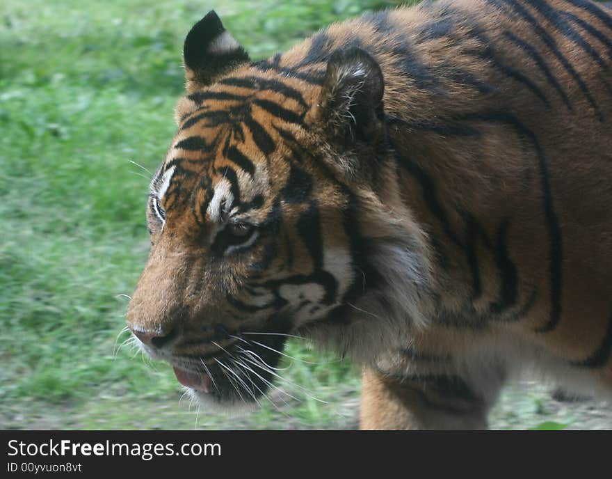 A tiger roaming on the grass