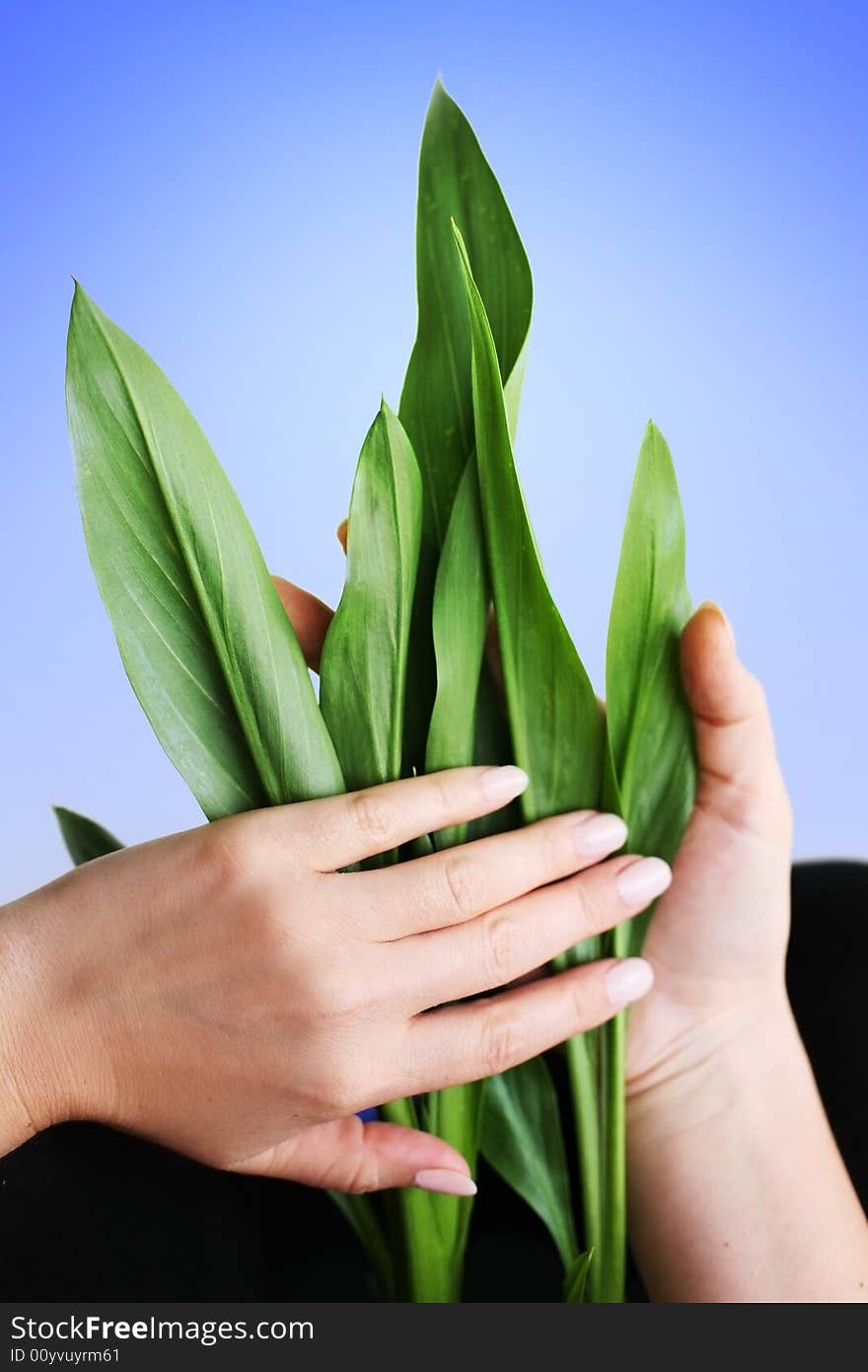 Hands With Leaves