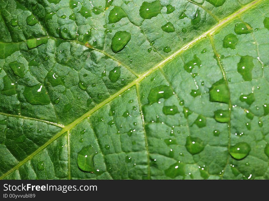 Drops on a leaf. Morning dew on green vegetation