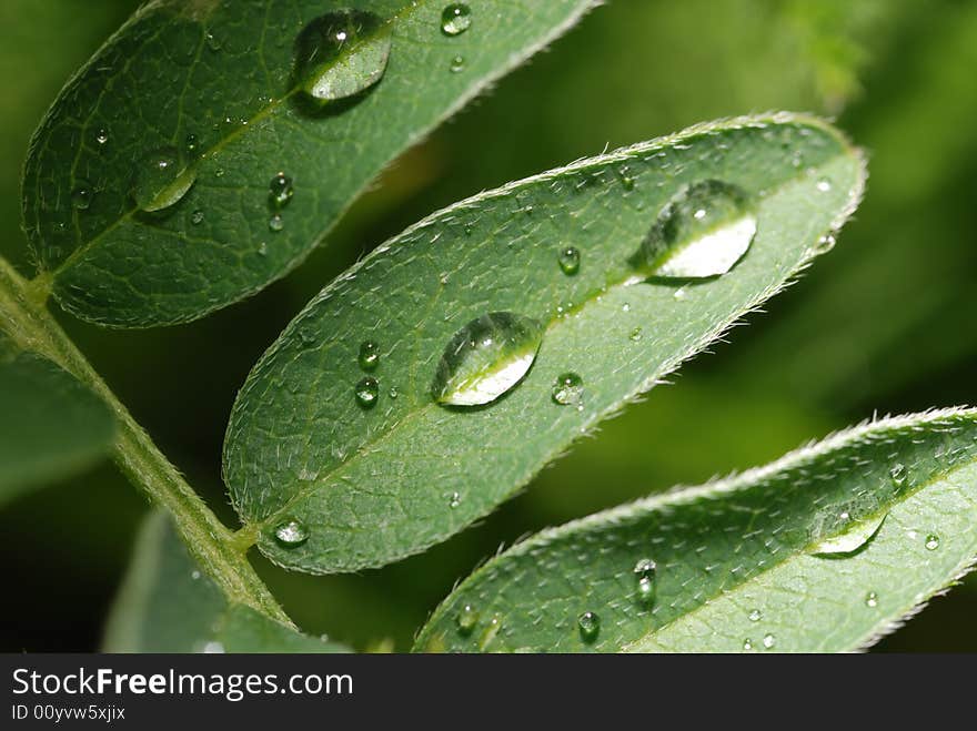 Drops on a leaf. Morning dew on green vegetation