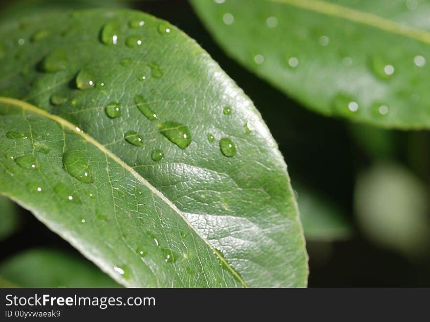 Drops on a leaf. Morning dew on green vegetation