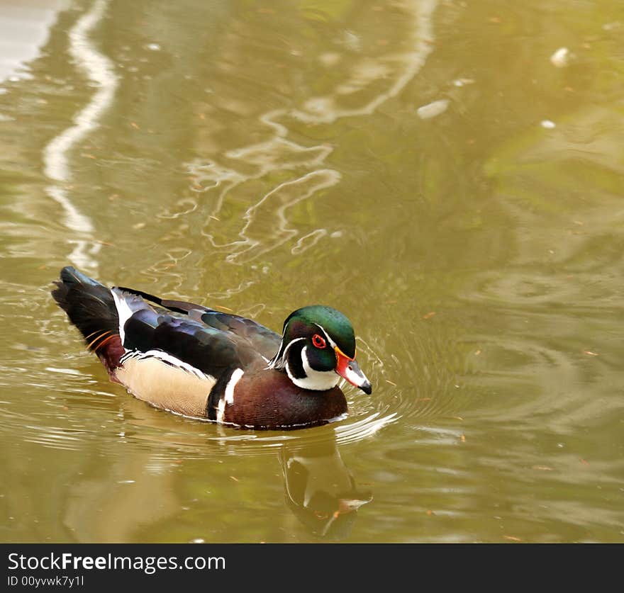 Drake. A duck with bright plumage in a reservoir