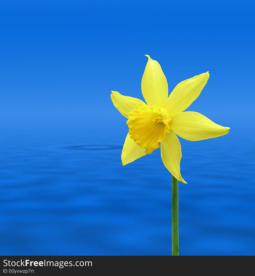 Daffodil over water