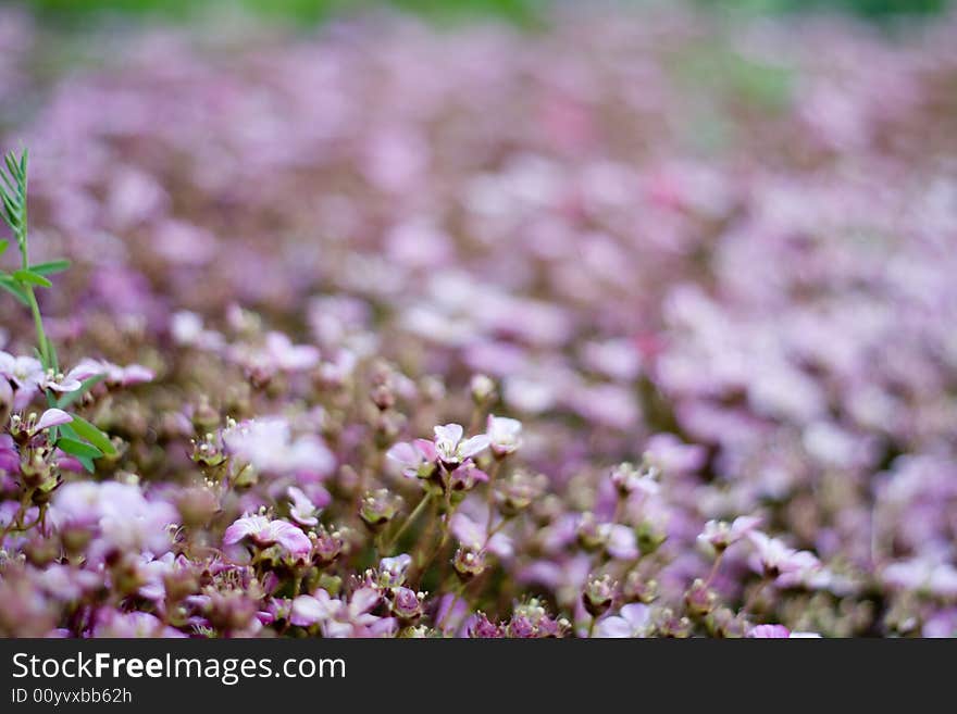 Pink flowers on green moss