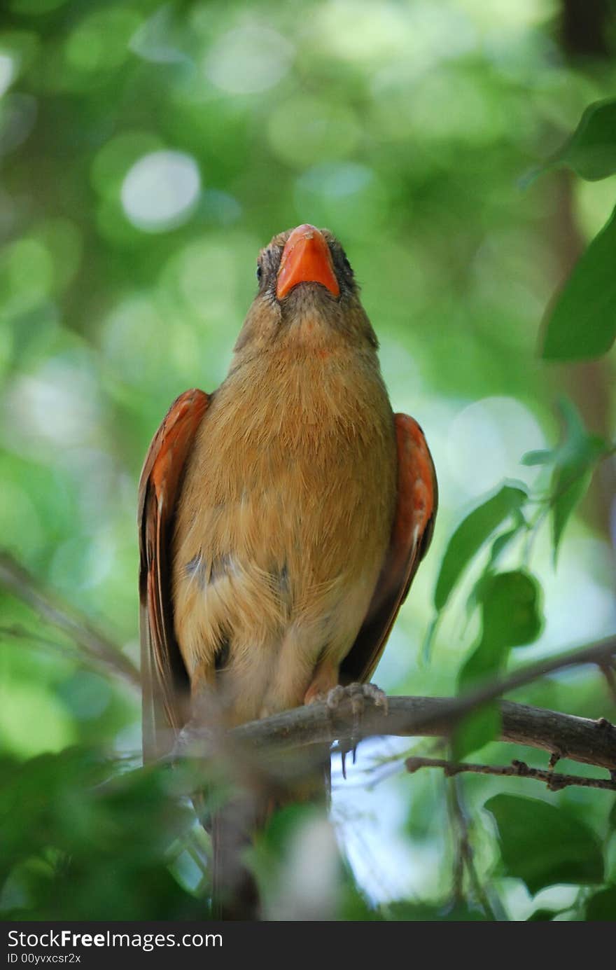 Bird taken a break on tree