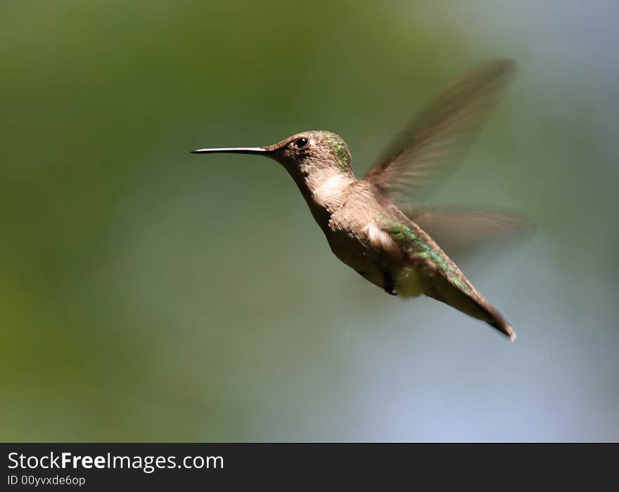 Female Ruby-throated Hummingbird hovering in mid-air. Female Ruby-throated Hummingbird hovering in mid-air.