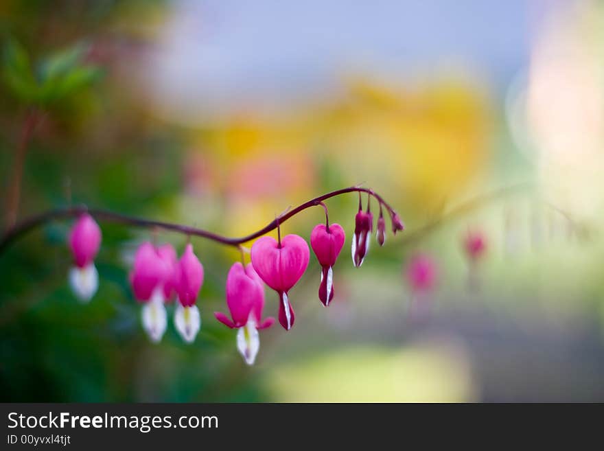 Bright pink flowers on smooth background