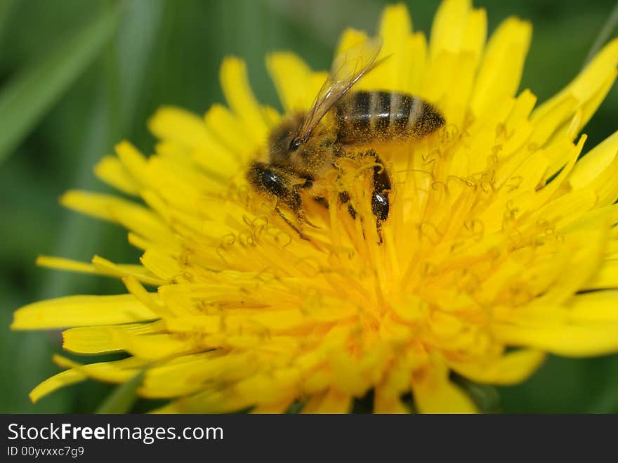 Bee collecting pollen