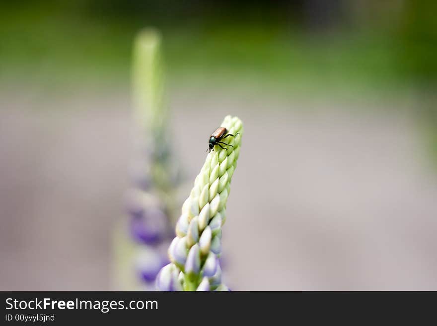 Small beetle on the flower. Small beetle on the flower