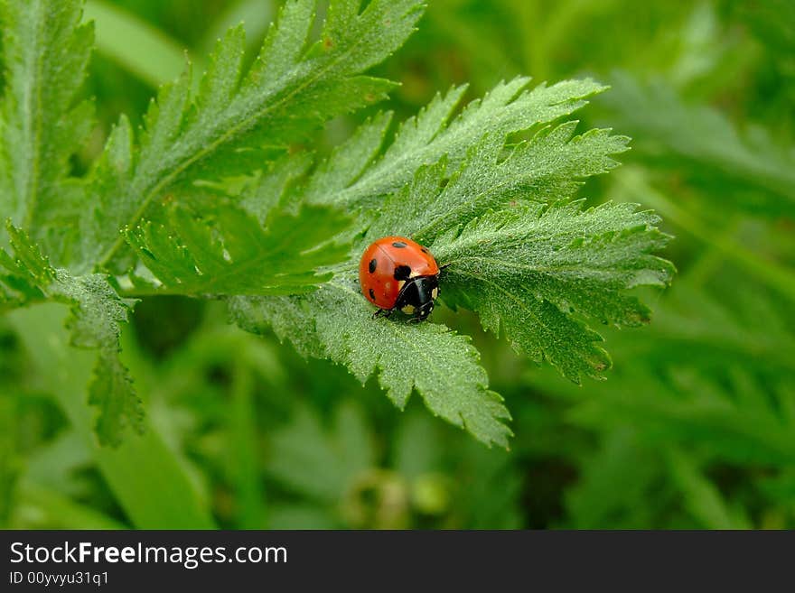 Ladybug