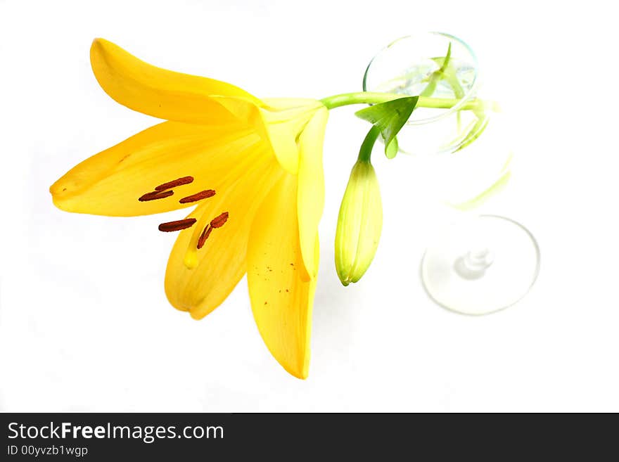 Isolated shot of a yellow lily on white background