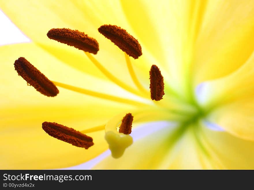 Isolated shot of a yellow lily on white background