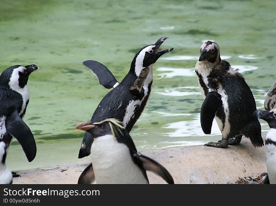 Penguins