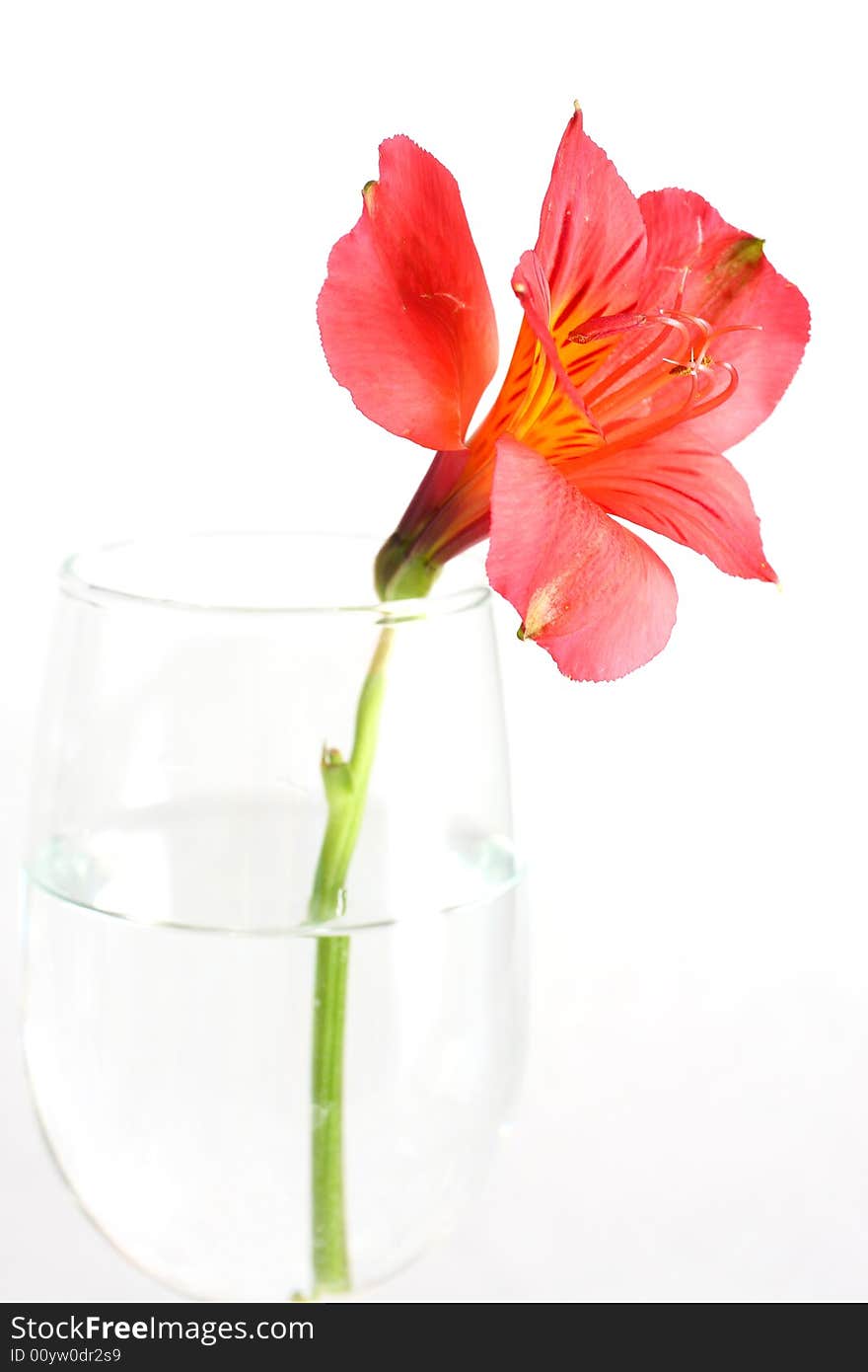 Red peruvian lily on white background in a wine glass