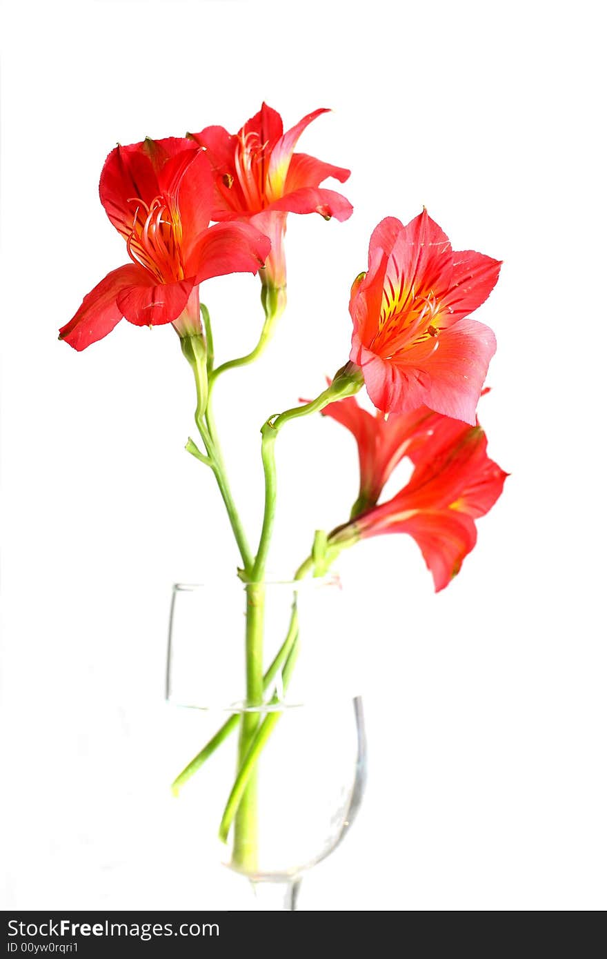 Red Peruvian Lily