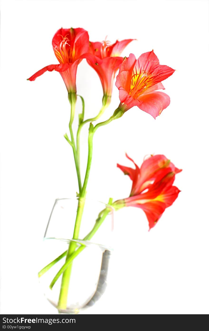 Red Peruvian Lily