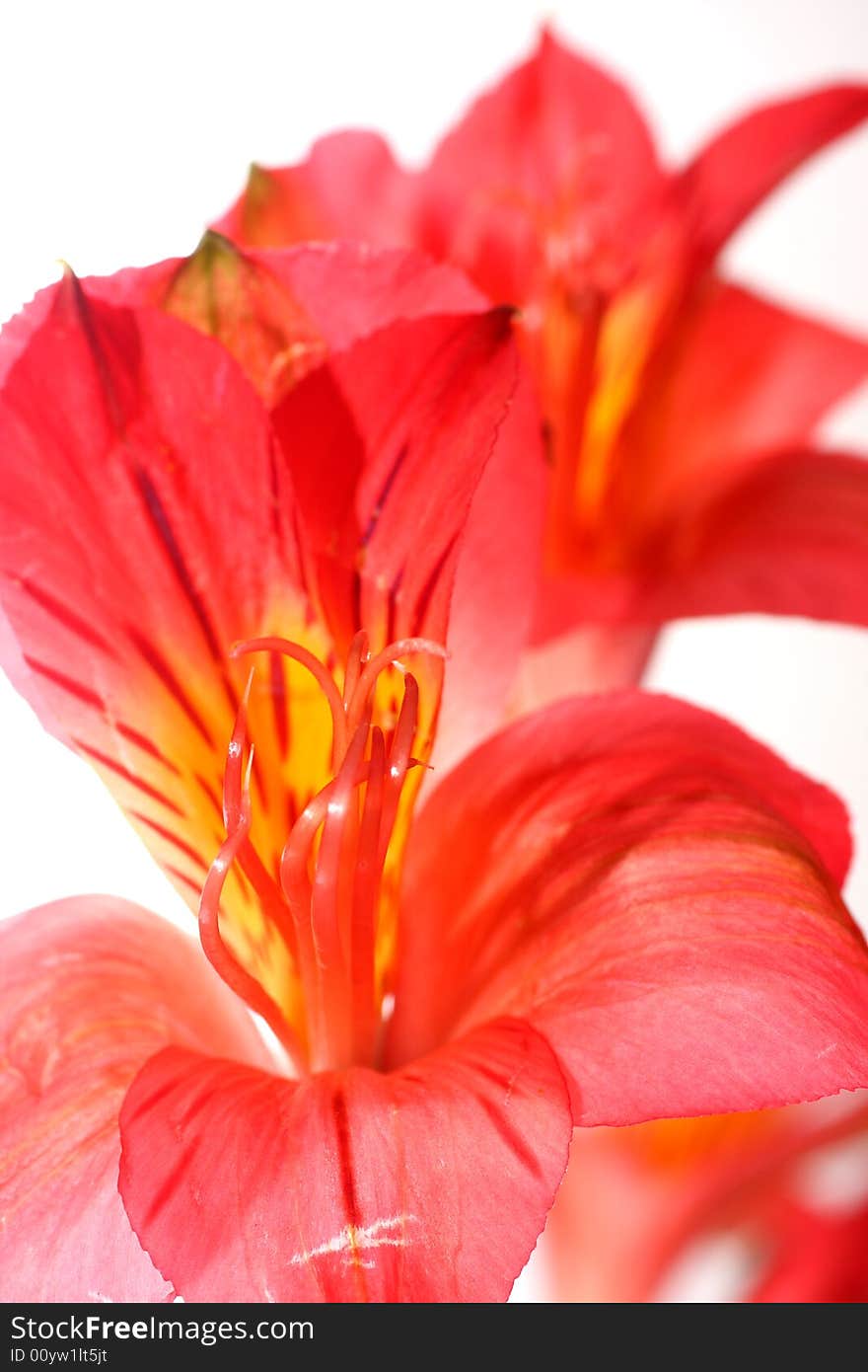 Red Peruvian Lily