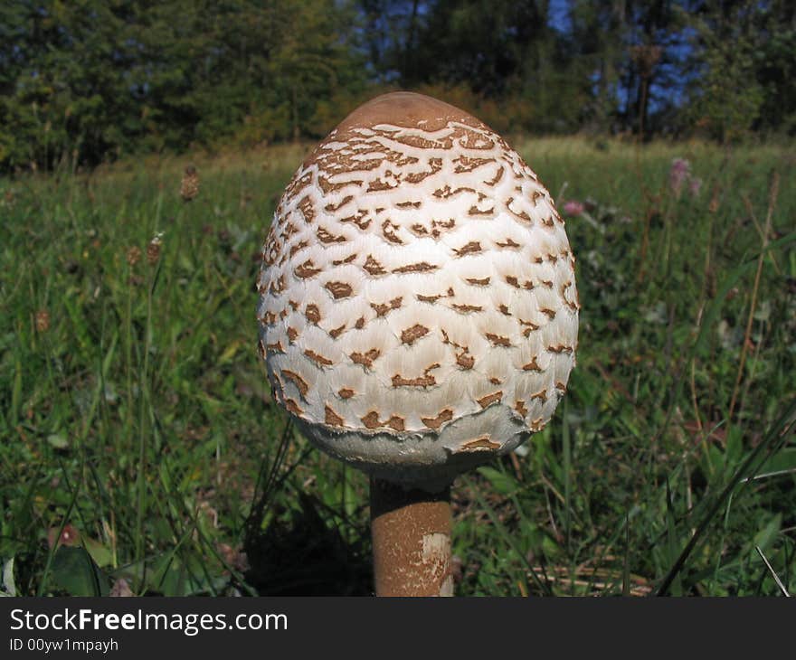 Parasol mushroom