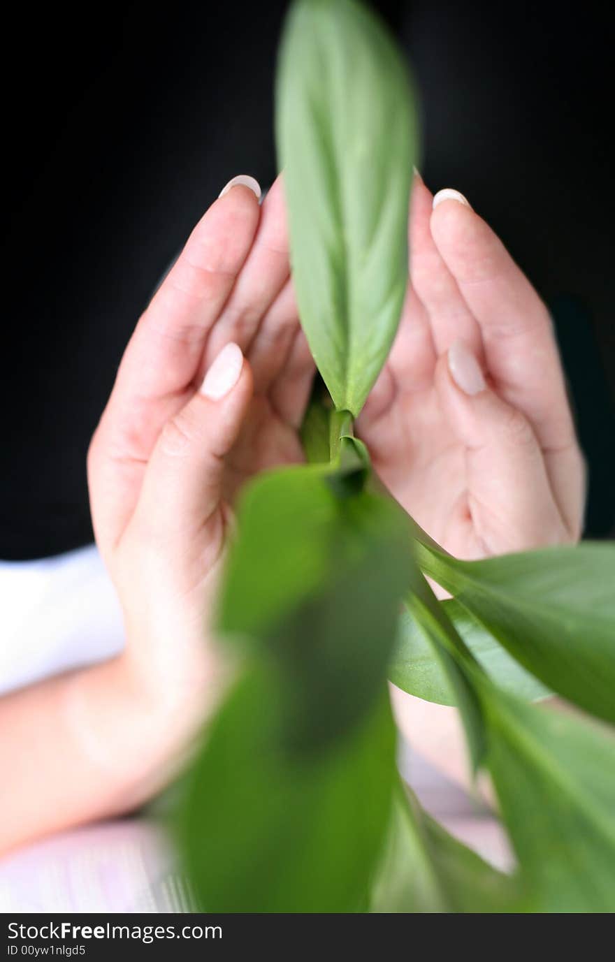 Beautiful hands with green natural leaves inside. Beautiful hands with green natural leaves inside