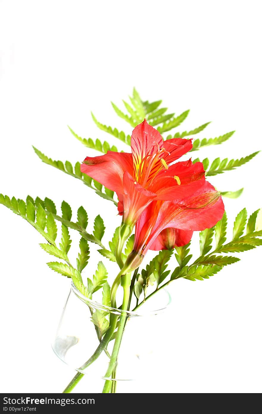 Lilies And Fern Leaves