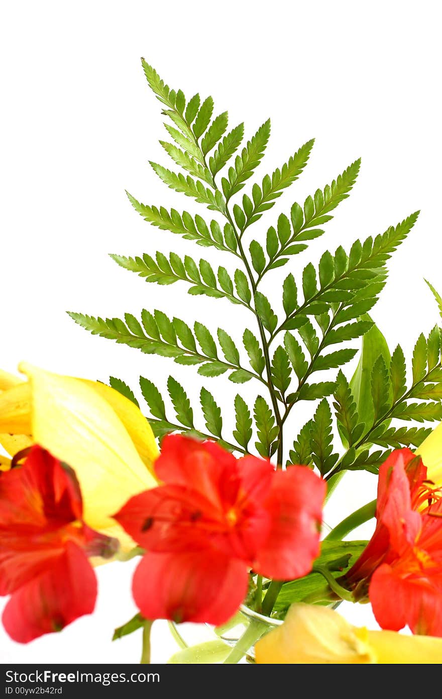 Lilies And Fern Leaves