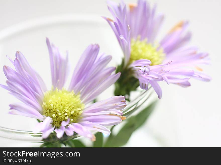 Purple Daisy on white background with leaves.