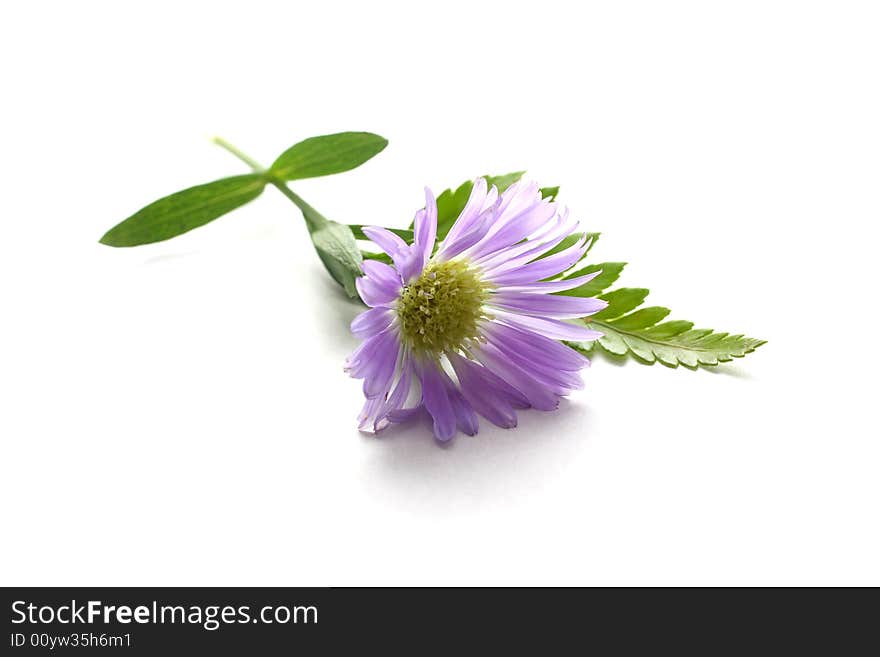 Purple Daisy on white background with leaves.