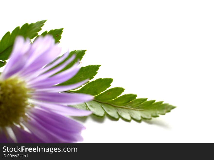 Purple Daisy on white background with leaves.