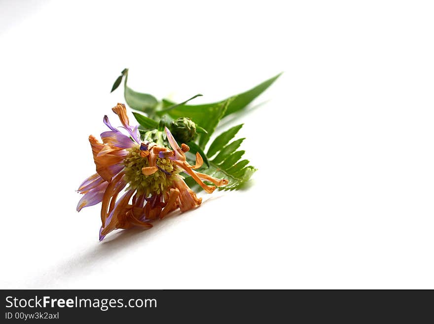 Purple Daisy on white background with leaves.