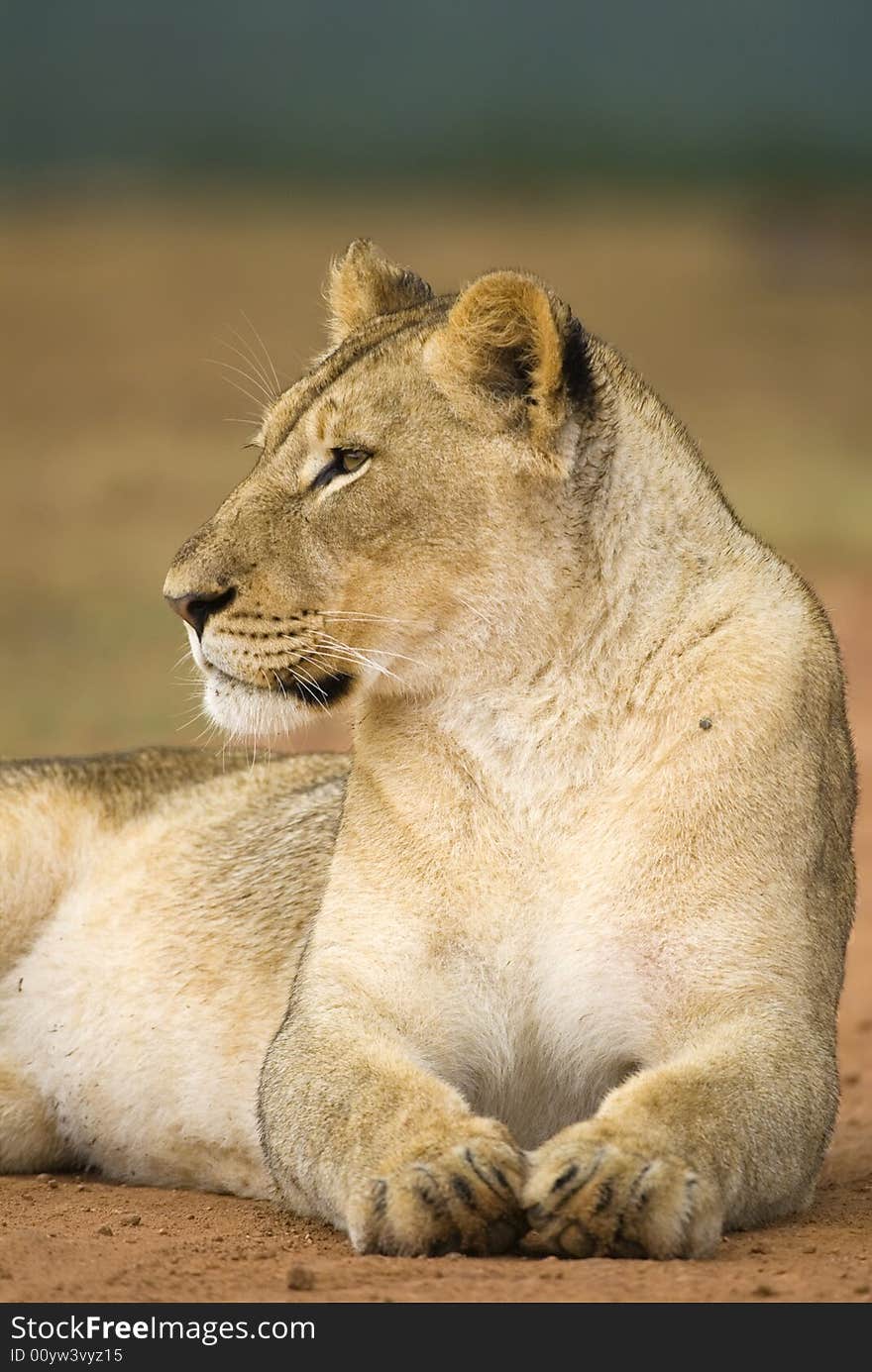 A portrait of a young Lioness. A portrait of a young Lioness