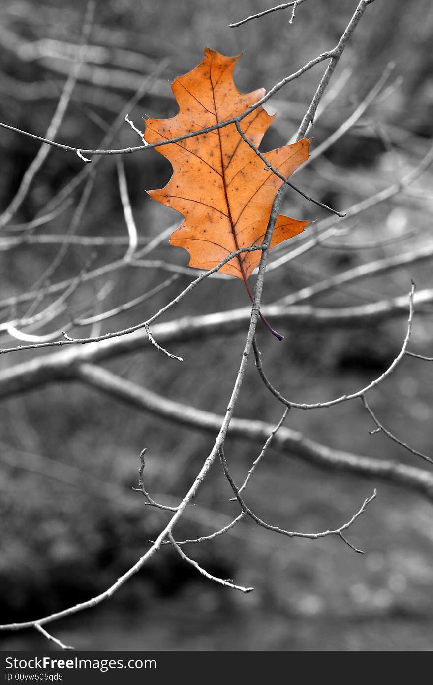 Colourful Leaf on Black and White Background. Colourful Leaf on Black and White Background.