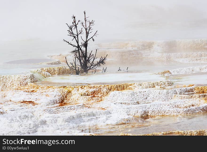 The Canary Spring Terraces of Yellowstone National Park, Wyoming. The Canary Spring Terraces of Yellowstone National Park, Wyoming.