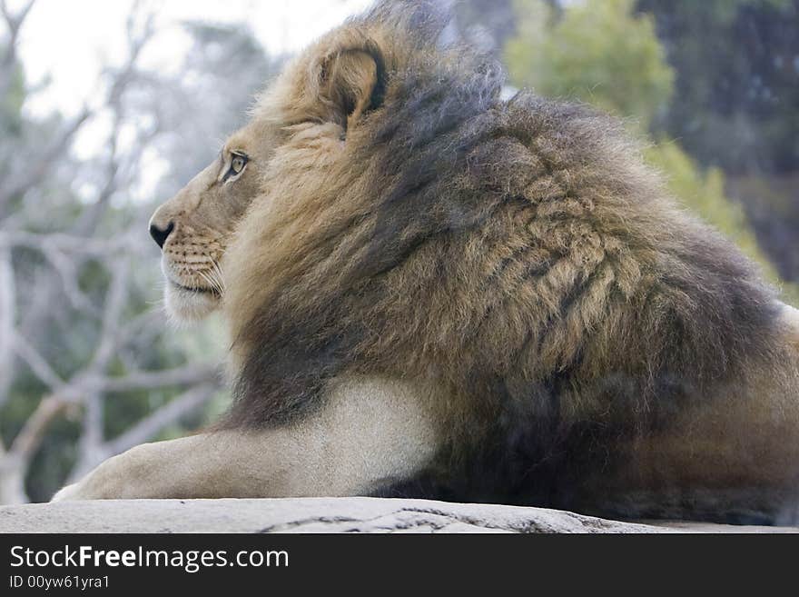 Profile of Lion lying on rock. Profile of Lion lying on rock