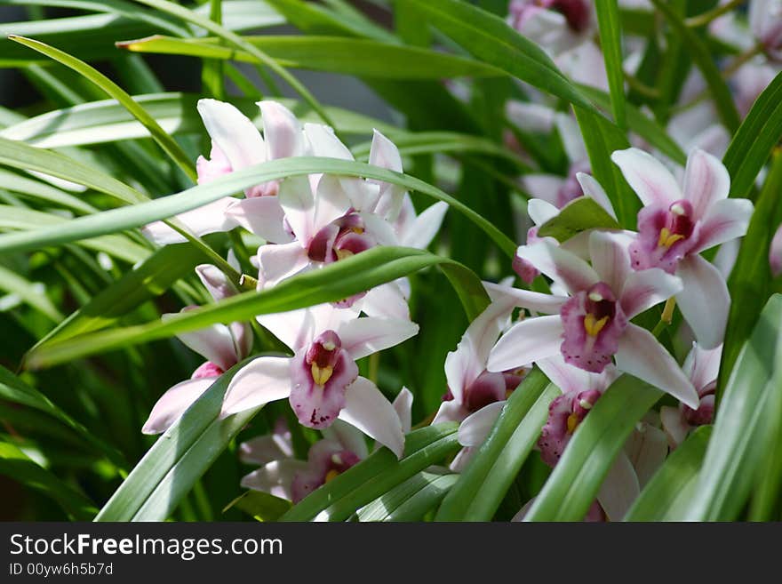 White and Purple Orchid