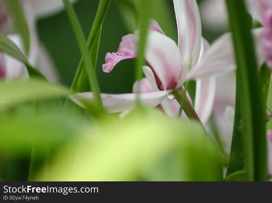 Dew drop orchid