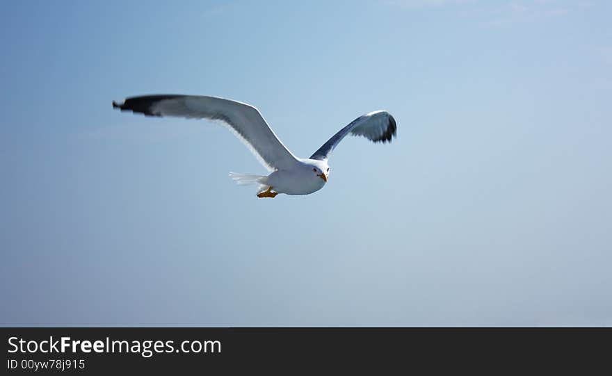 Flying Seagull