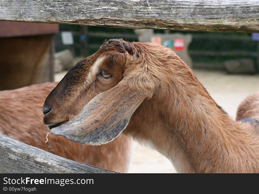 A cute brown goats face