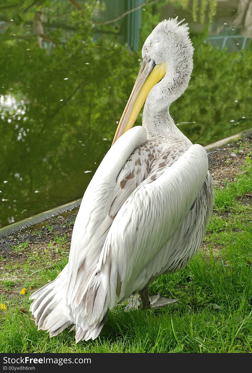 Pelican