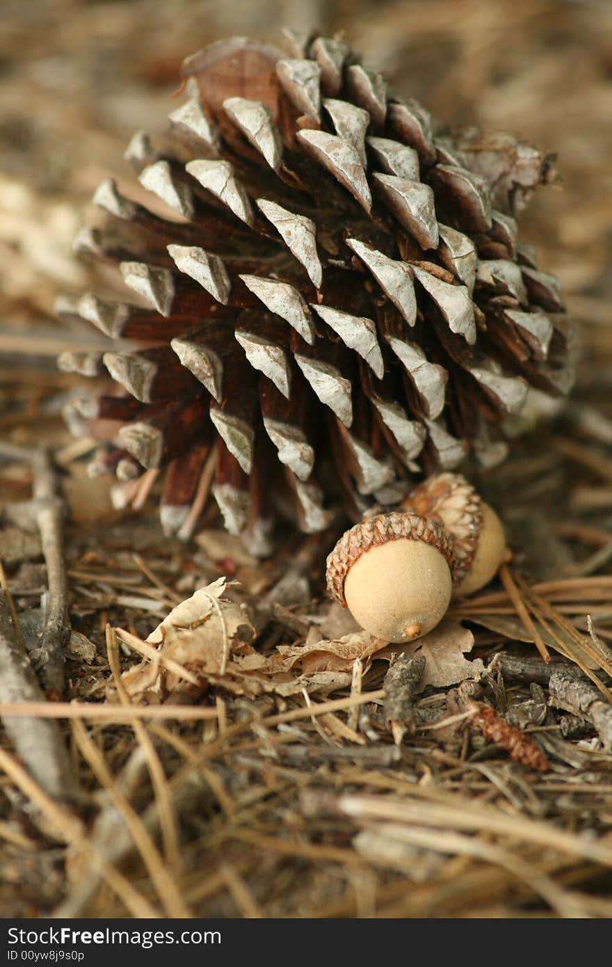 Chestnut on the ground in the autumn season.