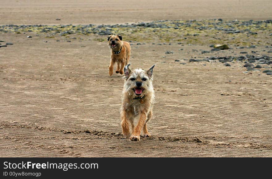 Two border terriers  running on the beach. Two border terriers  running on the beach