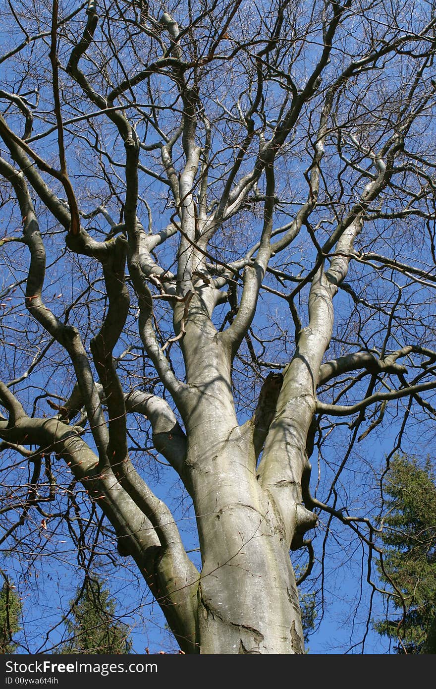 Beech an blue sky