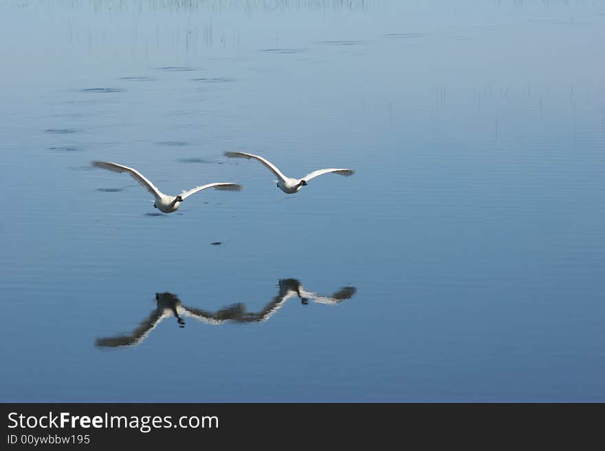 A pair of trumpeter swans flying in tandem, low over a calm pond. A pair of trumpeter swans flying in tandem, low over a calm pond