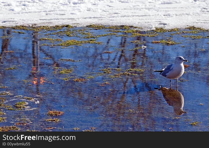 Gull Reflection