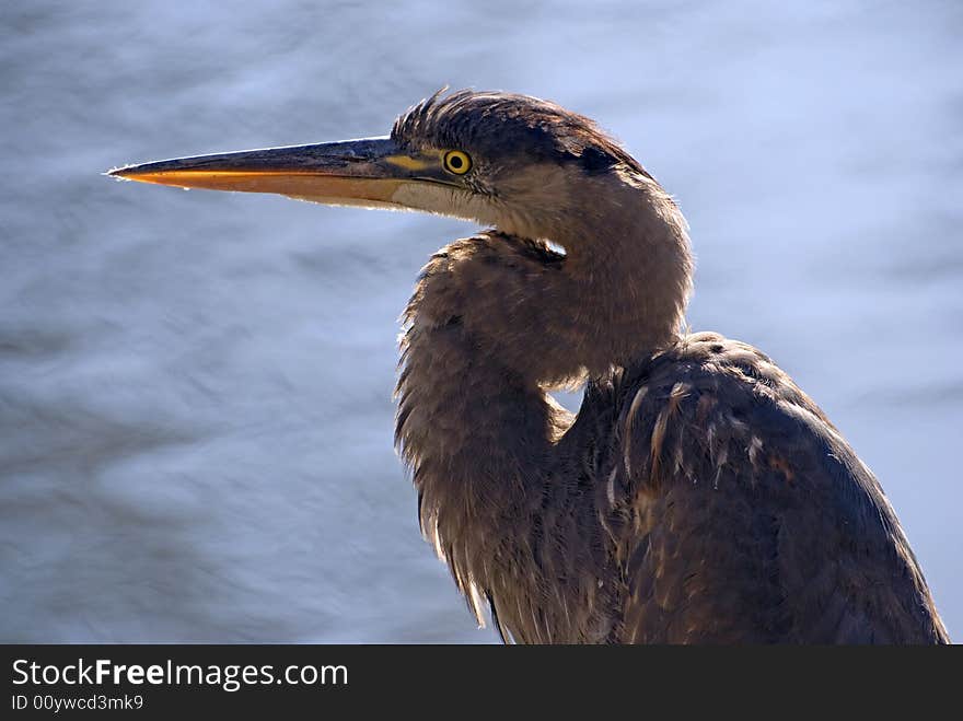 Heron Closeup