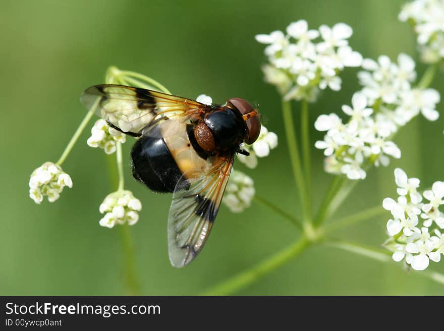 Fly on plant