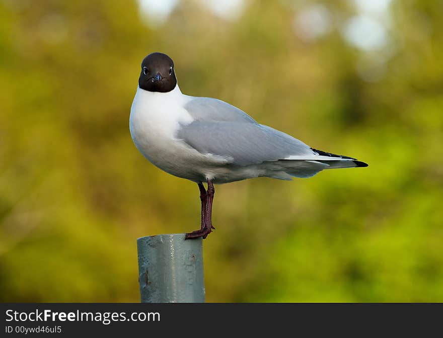 Seagull on a pillar