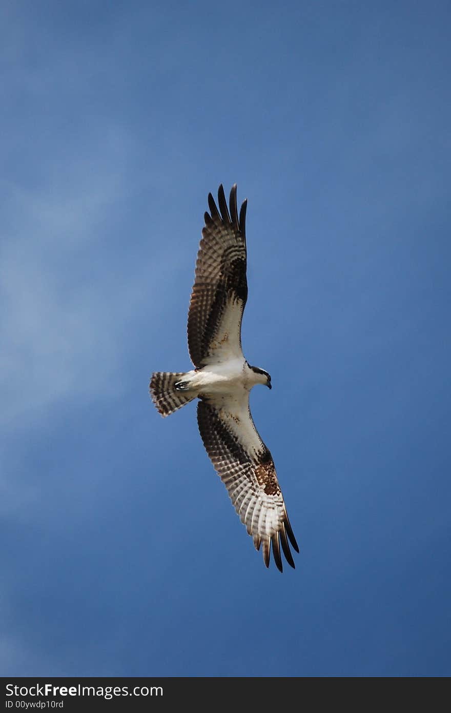 Osprey In Flight