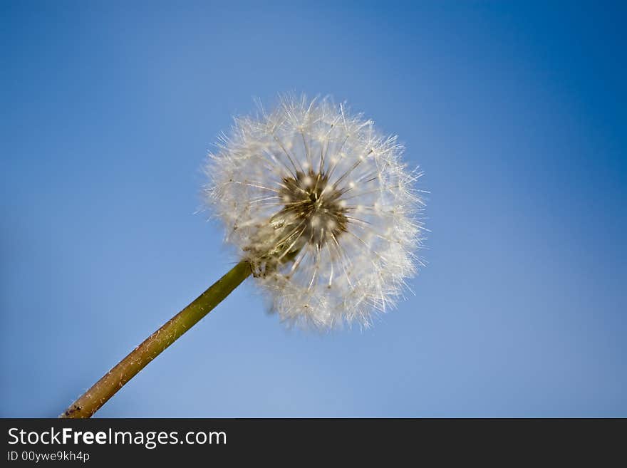 Dandelion clock