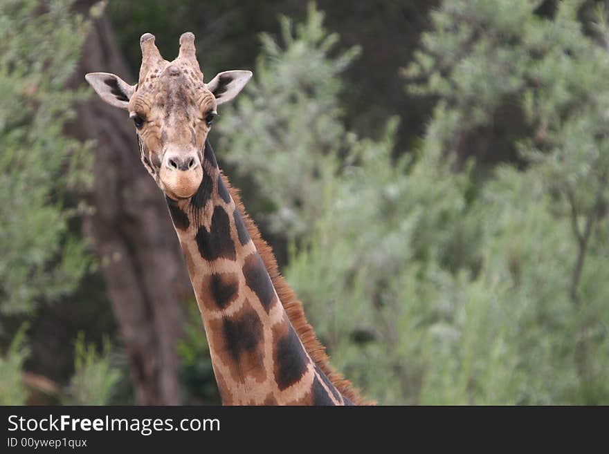 Baringo giraffe with green trees in background