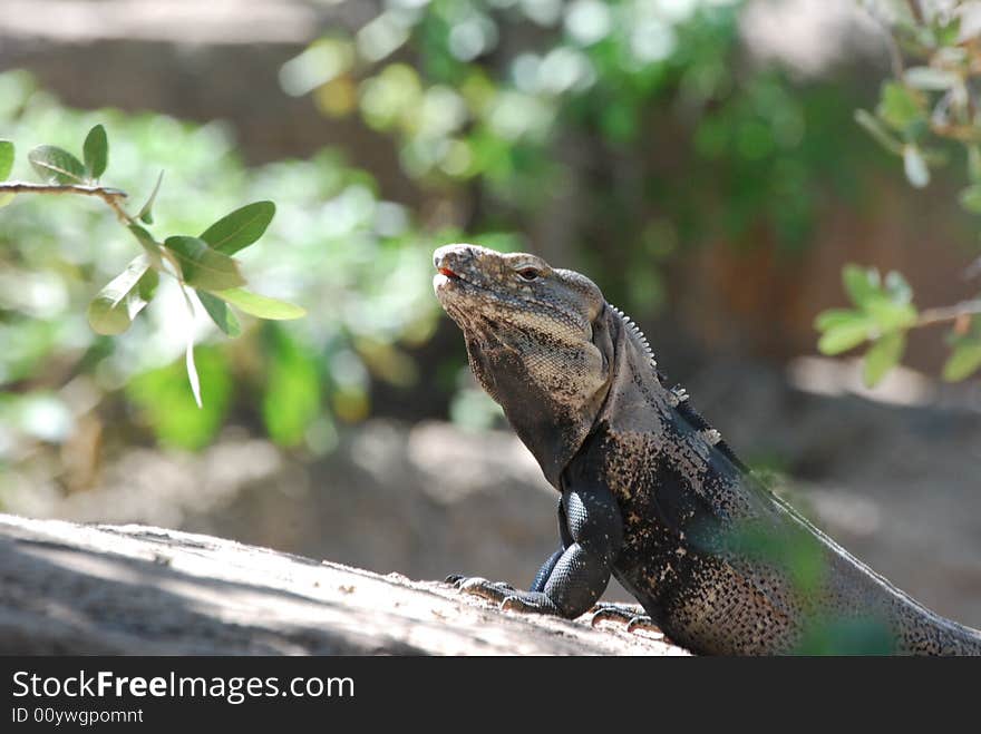 An iguana taking a break